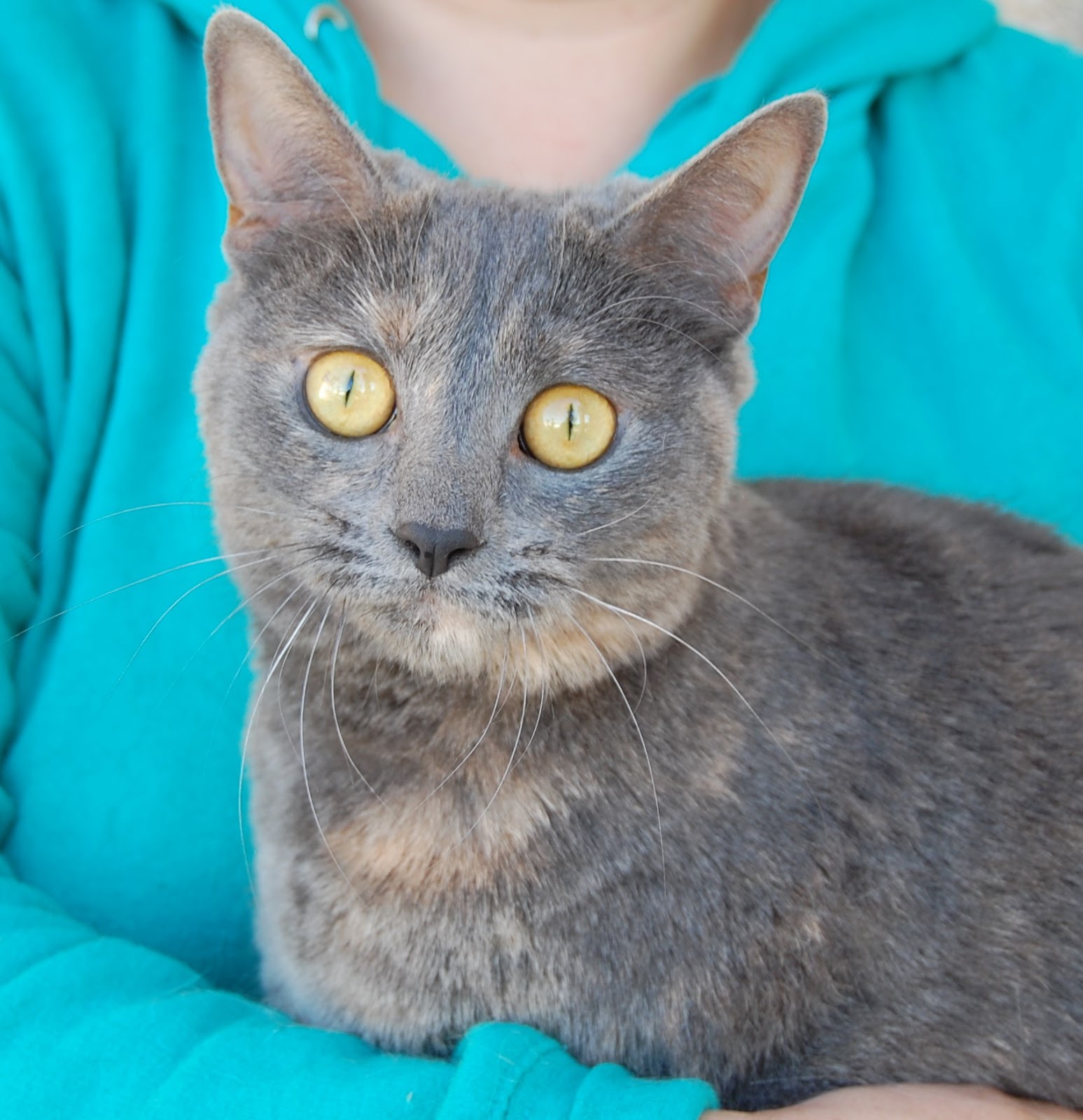 Nevada SPCA Animal Rescue: Fiona