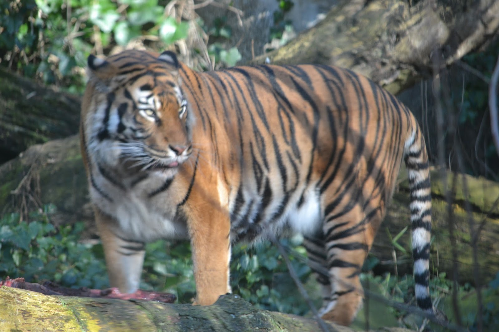 edinburgh zoo tiger 