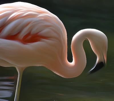 Flamingo, zog flamingo, qızılqaz, chim hồng hạc, plameniak Vogel, bird, oiseau, Uccello, Pássaro, птица, pájaro, kuş,