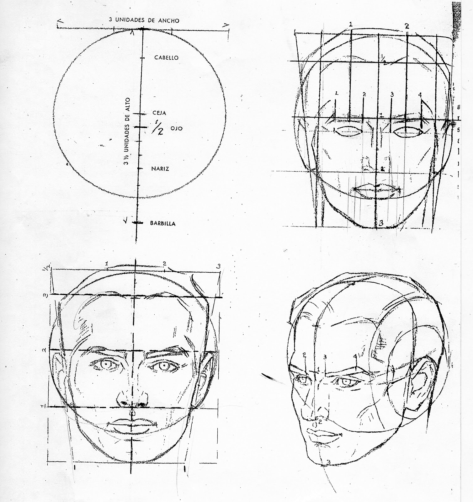 Пропорции лица для рисования по Эндрю Лумис