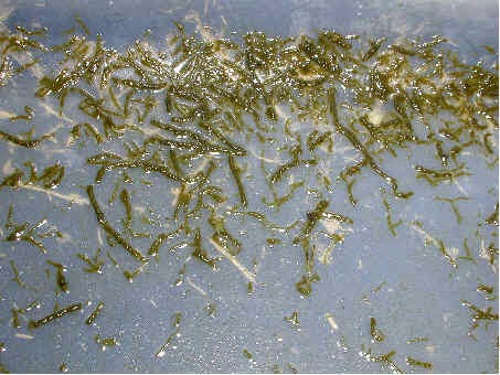 bozzoli di Chironomus bozzoli di Chironomus