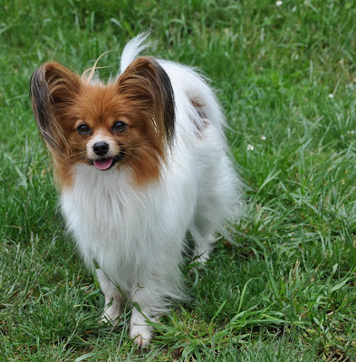 Папильон девочки. Карликовый папильон. Болонка папильон. Папильон бабочка. Папильон девочки.
