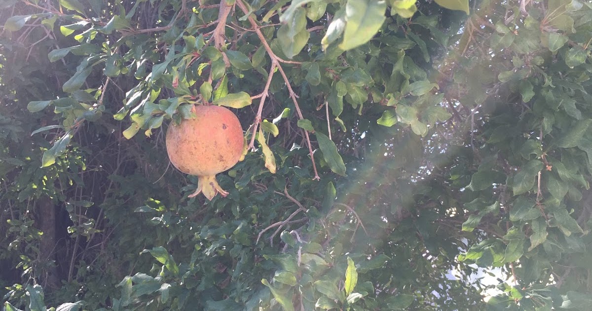 Xtremehorticulture of the Desert Watering Pomegranate Daily Works for Some