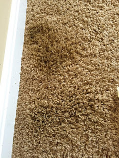 Remove old pet stains from carpet pet stain remover that works