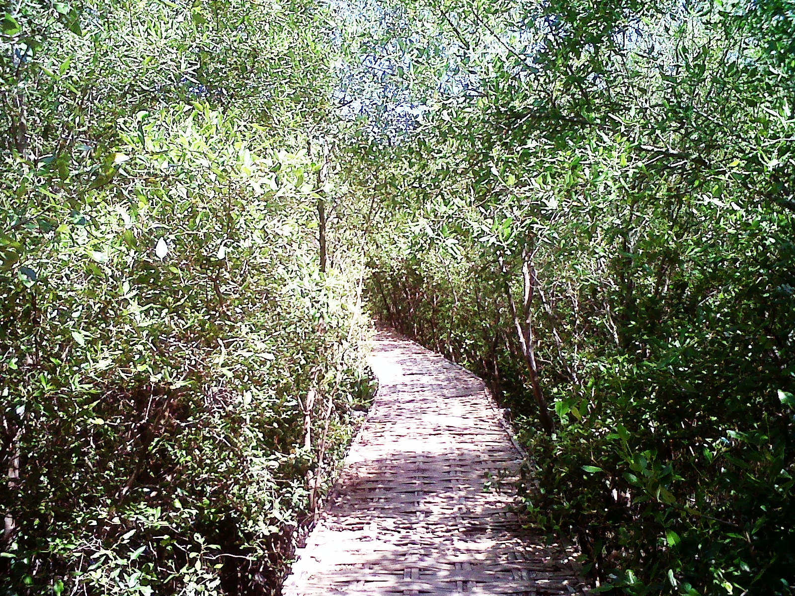 Shanty Novia Wonorejo Mangrove Forest Surabaya