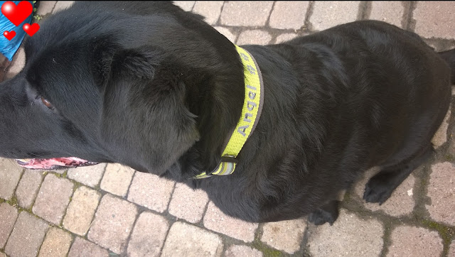 Angel trägt stolz Ihr neues Halsband mit Ihrem Namen.