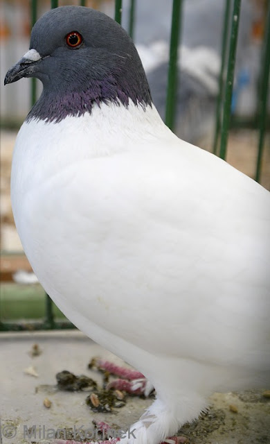 Schlesischer  Farbenkopf - utility pigeons - blue and white pigeons