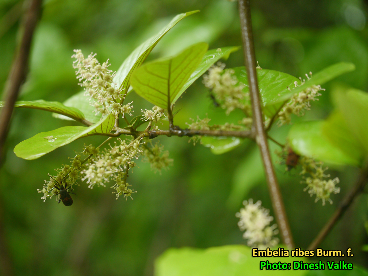 Medicinal Plants: Embelia ribes, baibirang, vayuvidangam, ambati ...