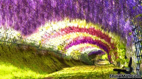 Wisteria Tunnel, Kawachi Fuji Garden, Japan