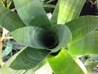 tumbuhan pemakan serangga Brocchinia Reducta