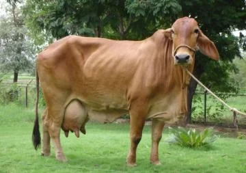 Karan Swiss cow