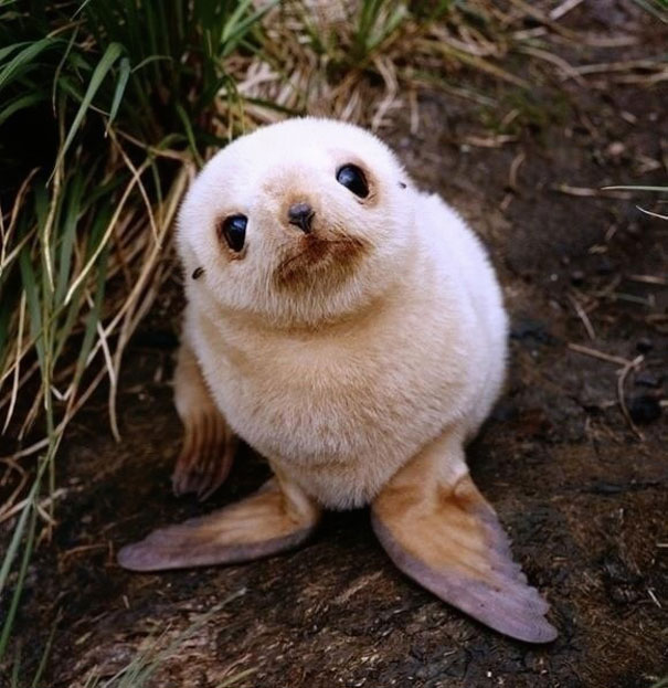 Baby Animals: Baby Seal