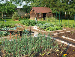 vegetable garden chicken coop tobacco ohio herbs barn farm thoughts backdrop vegetables