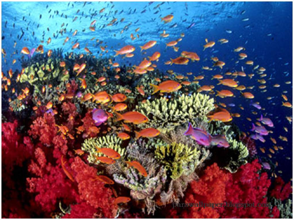 25_australia-barrera-de-coral