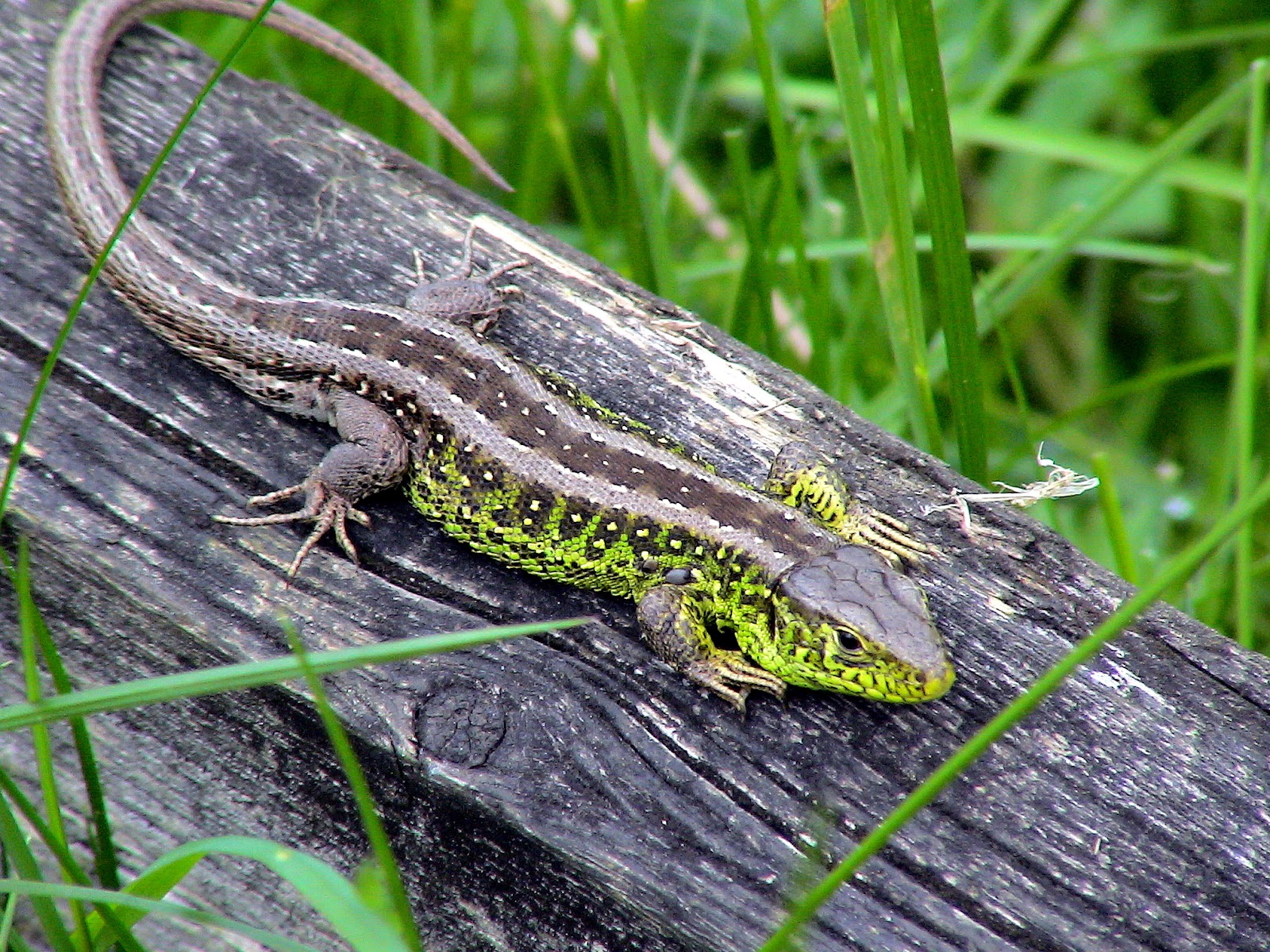 The Sand Lizard Amazing Animal Facts Photographs The Wildlife