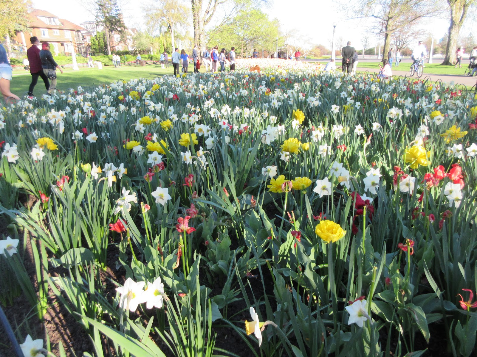 Marlene's Space: Tulip Festival 2017