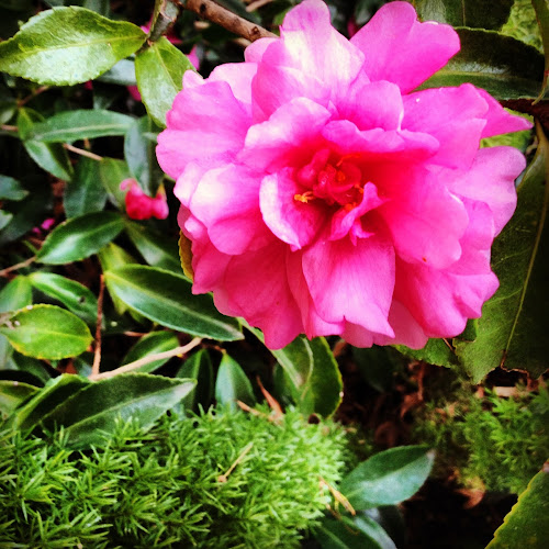NowThisLife.com - camellia blossom