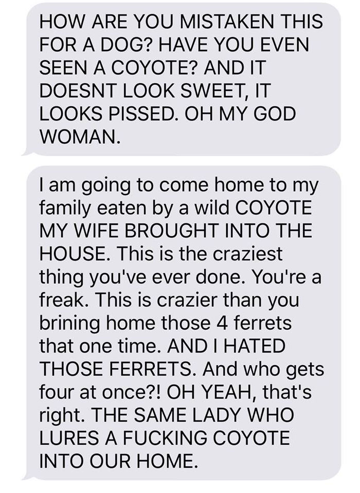 Wife Texts Husband She Brought A Dog Home While The Pic Shows A Coyote, And He Seriously Freaks Out