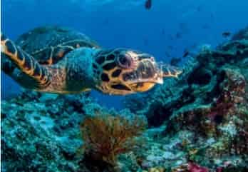 Wisata Alam di Pulau Komodo. Awas!! Disini Ada Naga Pulau ini memang memiliki relief yang unik Wisata Alam di Pulau Komodo. Awas!! Disini Ada Naga
