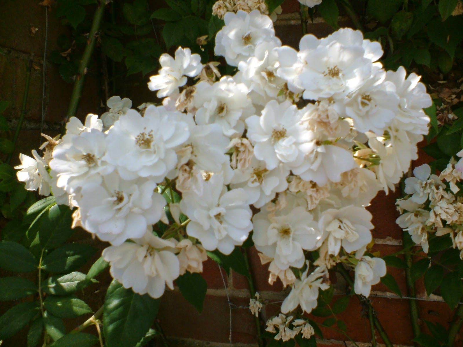 Life Between The Flowers White Rambling Roses Kiftsgate When Should I Prune Rambling Rector Rose