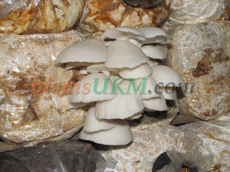 Tabloid Promosi Jogja