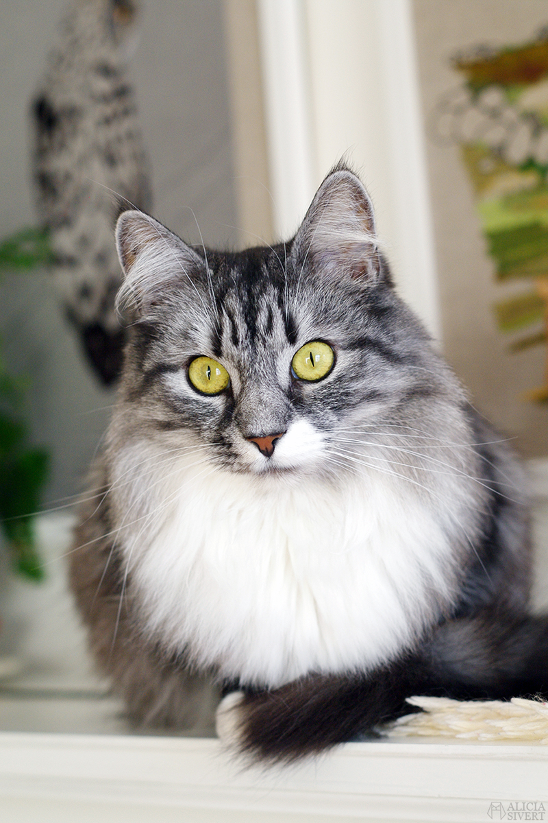 Katten Vifslan, foto av Alicia Sivertsson.
