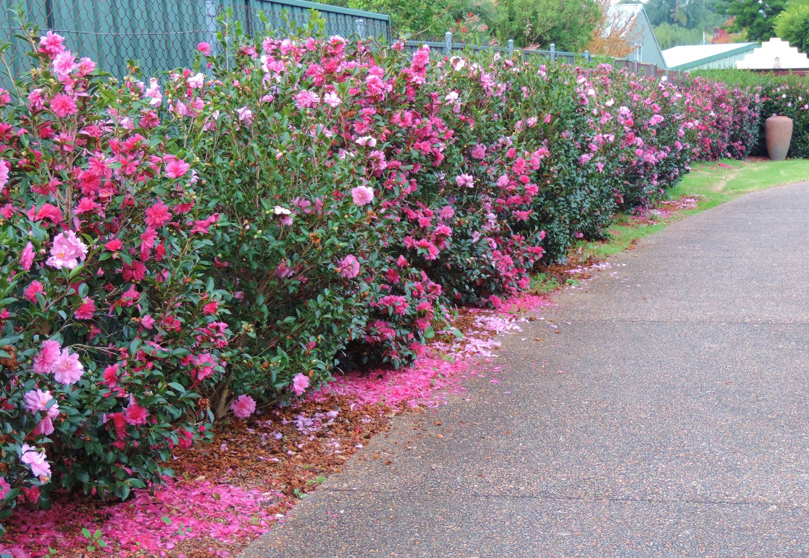 Bloomfield Cottage, it's a lifestyle Camellia Hedge just beautiful