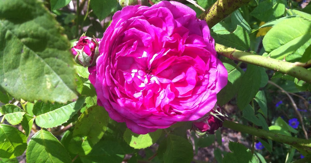 Old roses in my garden: Charles de Mills