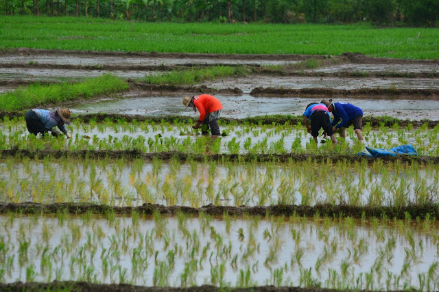 repiquage du riz en bordure du parc Thailande repiquage du riz en bordure du parc Thailande
