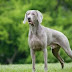 Top 10 Stubborn Dogs Least Stubborn Dog Breeds