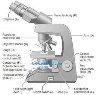 A modern compound light microscope. A modern compound light microscope.