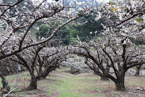台中新社|2019新社李花園|滿山谷百多棵李樹雪白花海|李花隧道拍美照|白冷圳5號渡槽 台中新社|2019新社李花園|滿山谷百多棵李樹雪白花海|李花隧道拍美照|白冷圳5號渡槽