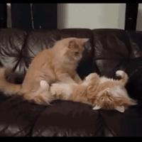 Gatos melhores pets