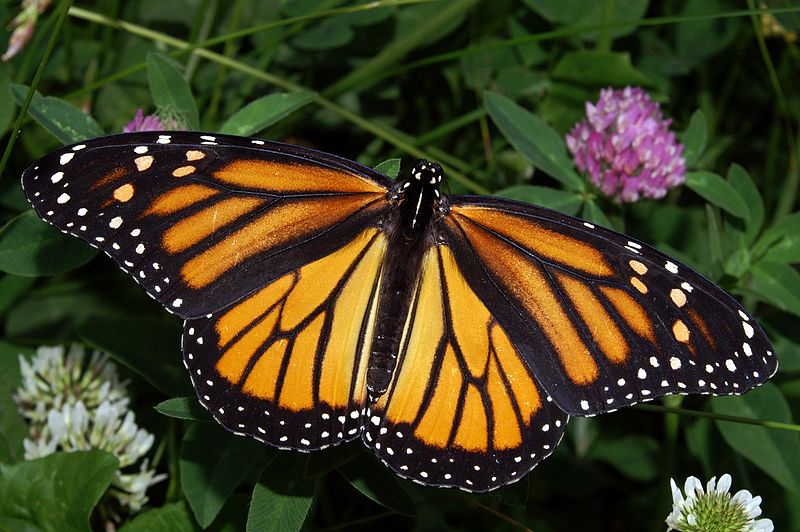 monarch butterfly migration map for kids