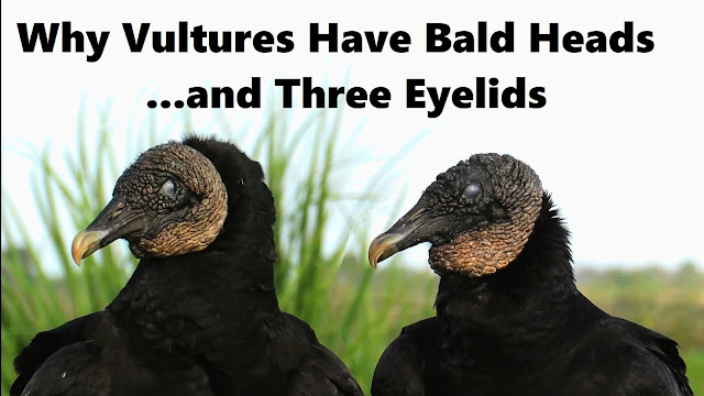 Why Vultures Have Bald Heads 