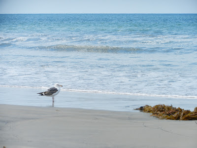 coronado beach picture coronado beach picture