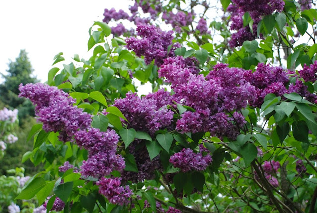 Arboretum w Kórniku, zielona metamorfoza, Lilak 'Kardynał' lilaki kórnik arboretum ogród wiejski
