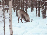 Fuente: http://www.unesco.org/new/fileadmin/MULTIMEDIA/HQ/SC/images/Img-Sami_reindeer_Marie-Roue_8-6.jpg