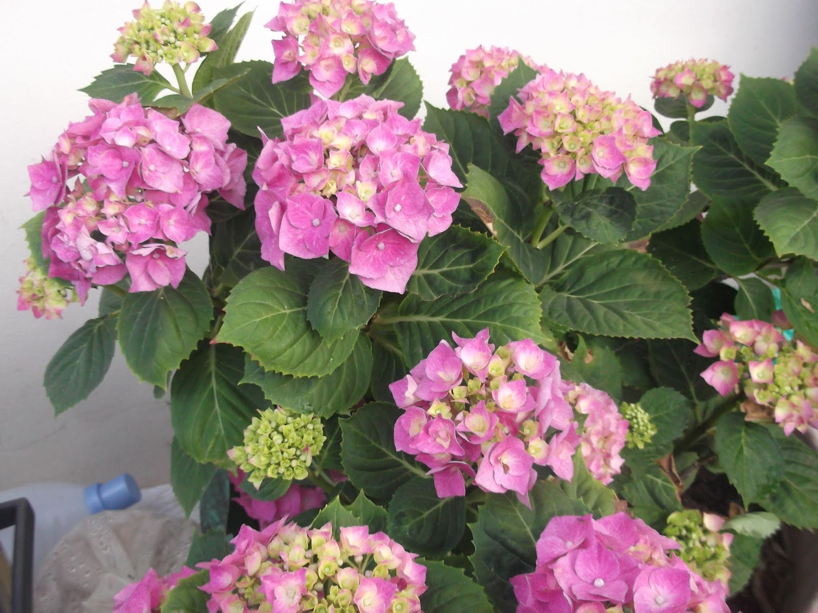 Best Flower S Care Hydrangea