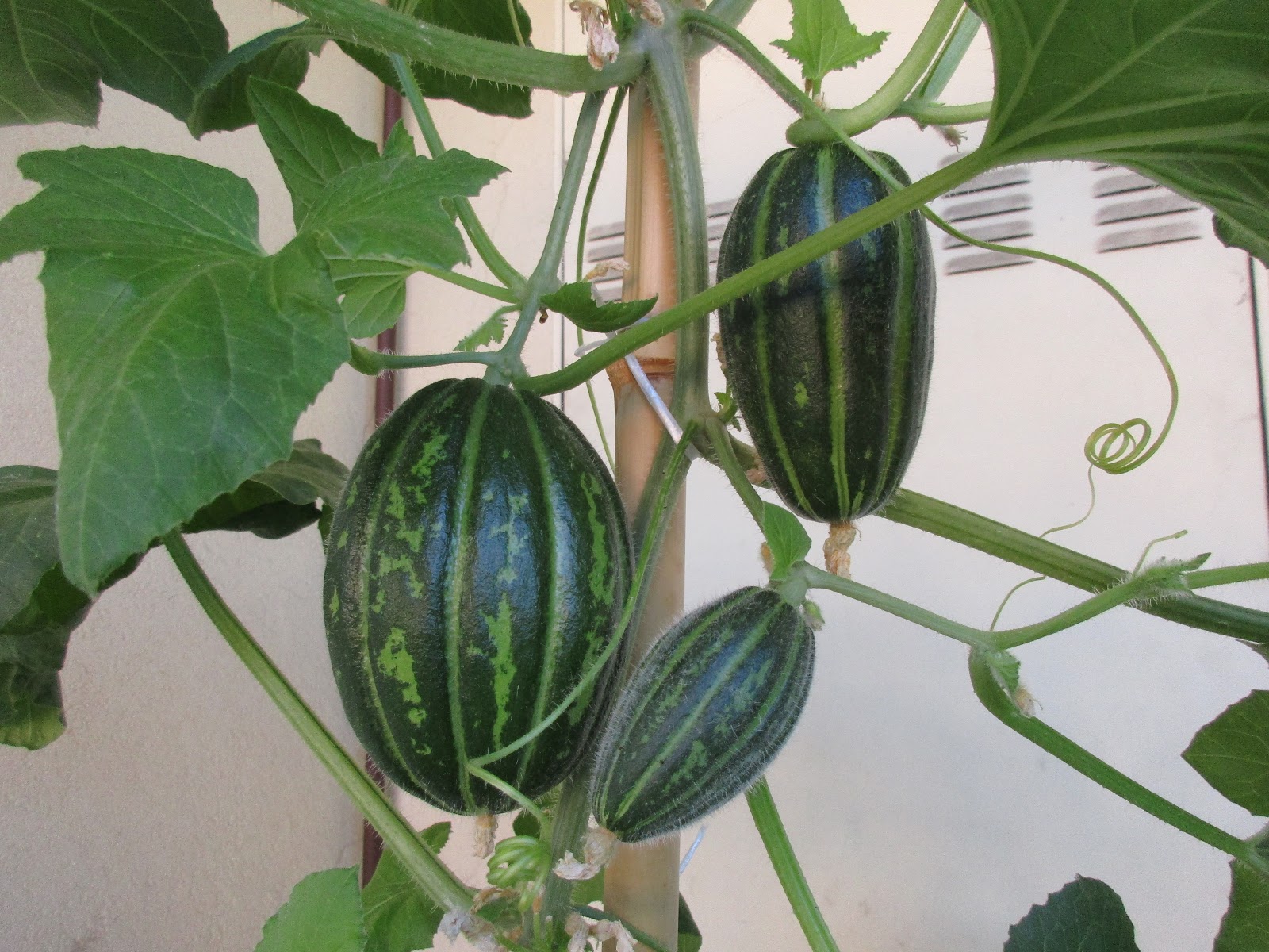 Semi Carosello Spuredda Tarantino - Melone Adzhur Prodotto In Italia - Foto 5