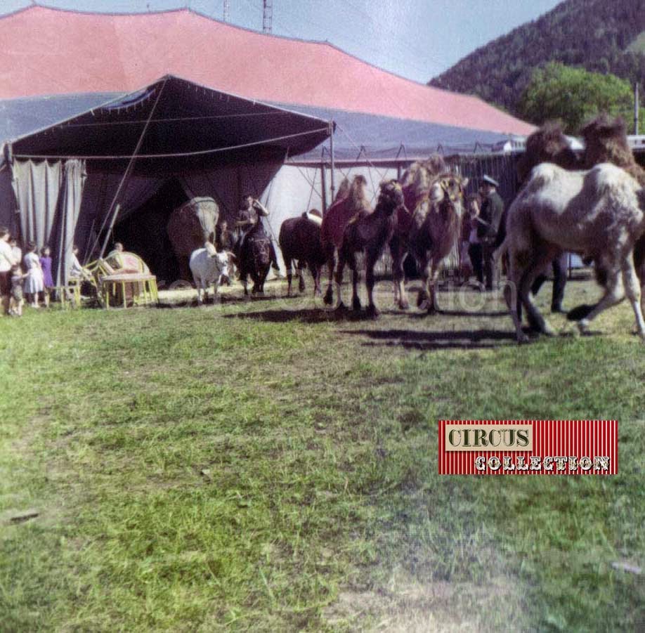 animaux exotiques, éléphants et poneys sortent du chapiteau du Le Cirque Franz Althoff 1967