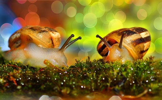 Snails, Beautiful Snails On Up-Close Photos Snails, Beautiful Snails On Up-Close Photos