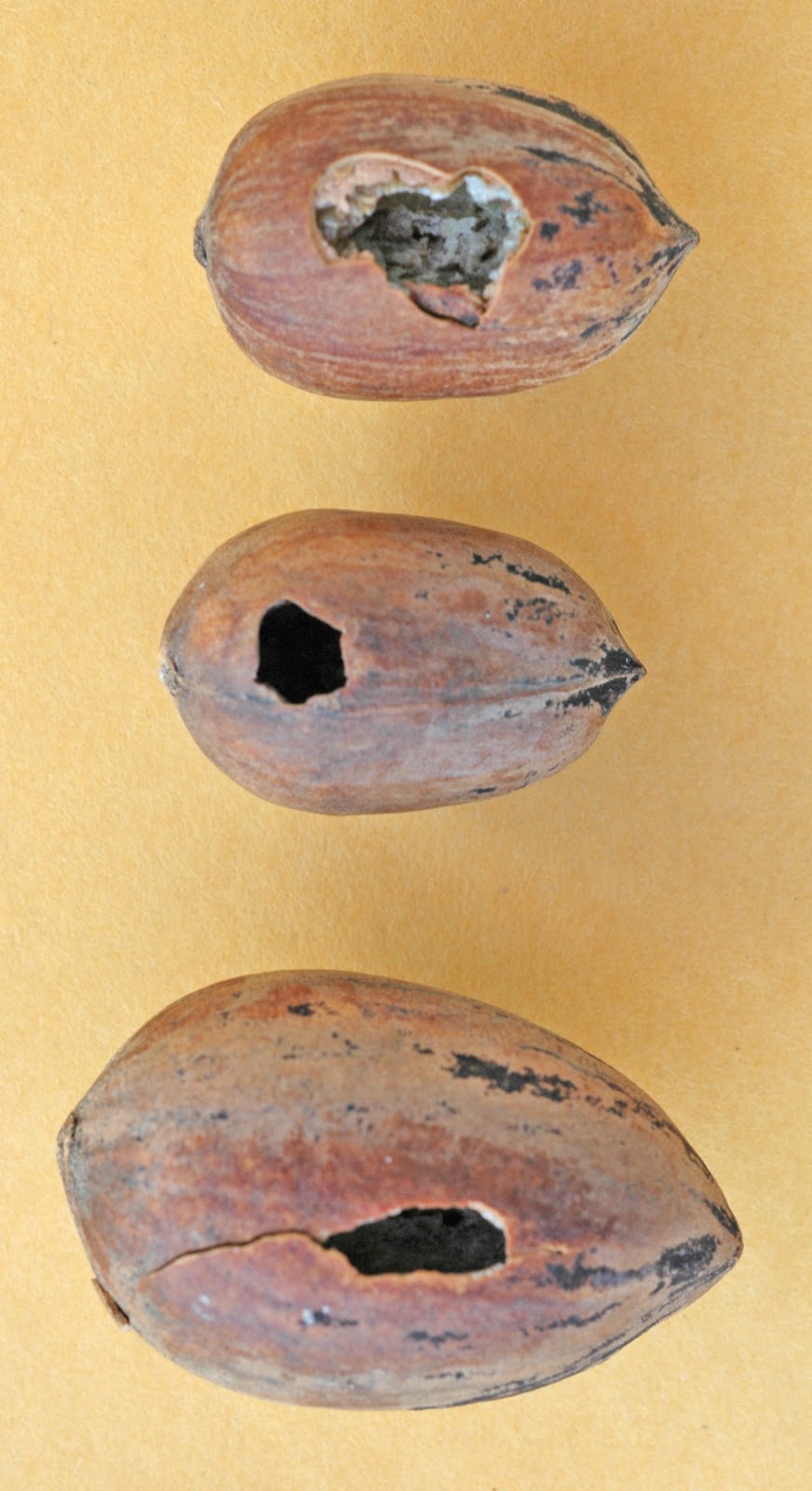 Northern Pecans Birds love pecans too!