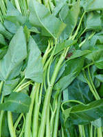 Penyebab Diare adalah Pucuk Kangkung pucuk kangkung, berlendir, licin, bakteri, diare, mencret