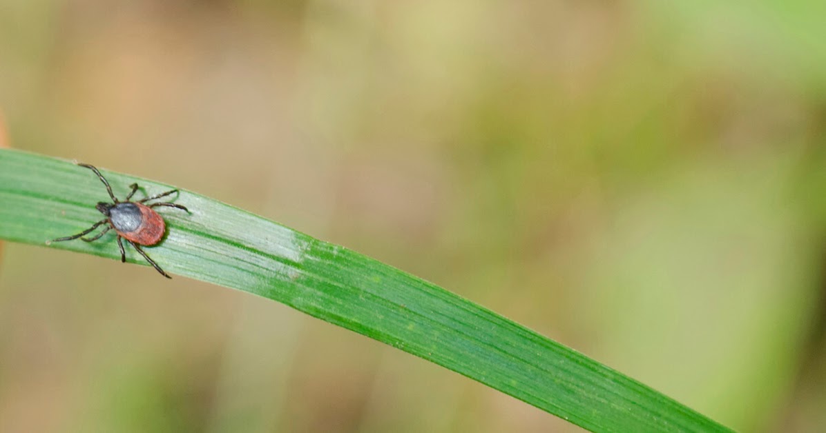 Simple ways to protect your yard from ticks this Summer