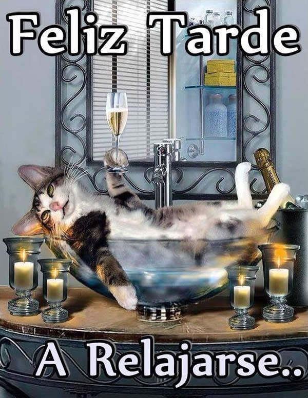Feliz Tarde gato