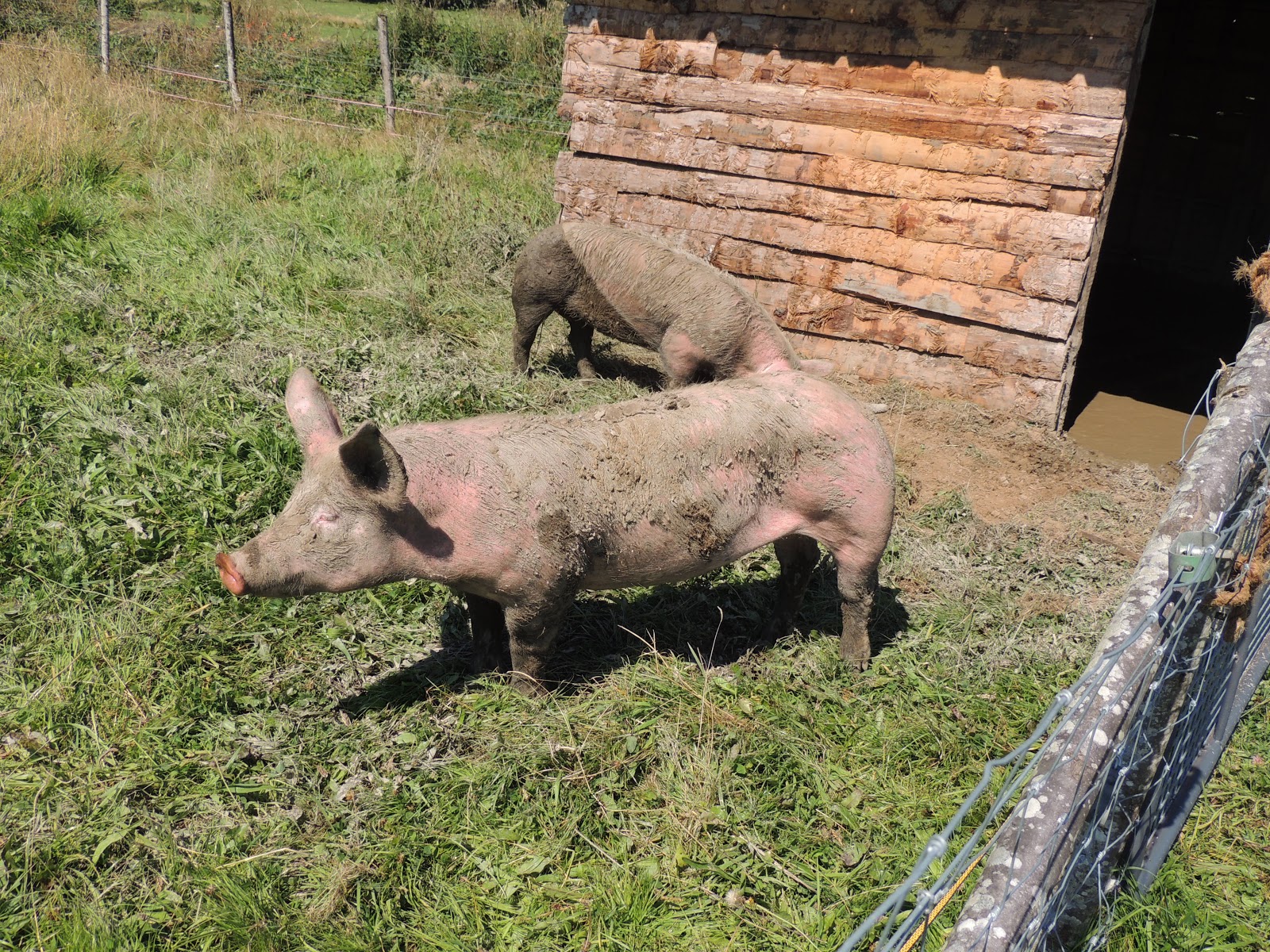 Les Chèvres d' L La ferme