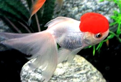 Ikan mas koki Jenis klamin antara jantan dan betina ikan koki