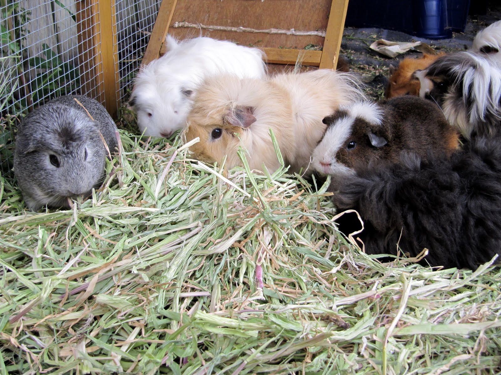 All Things Guinea Pig Piggy updates and a new bale of hay