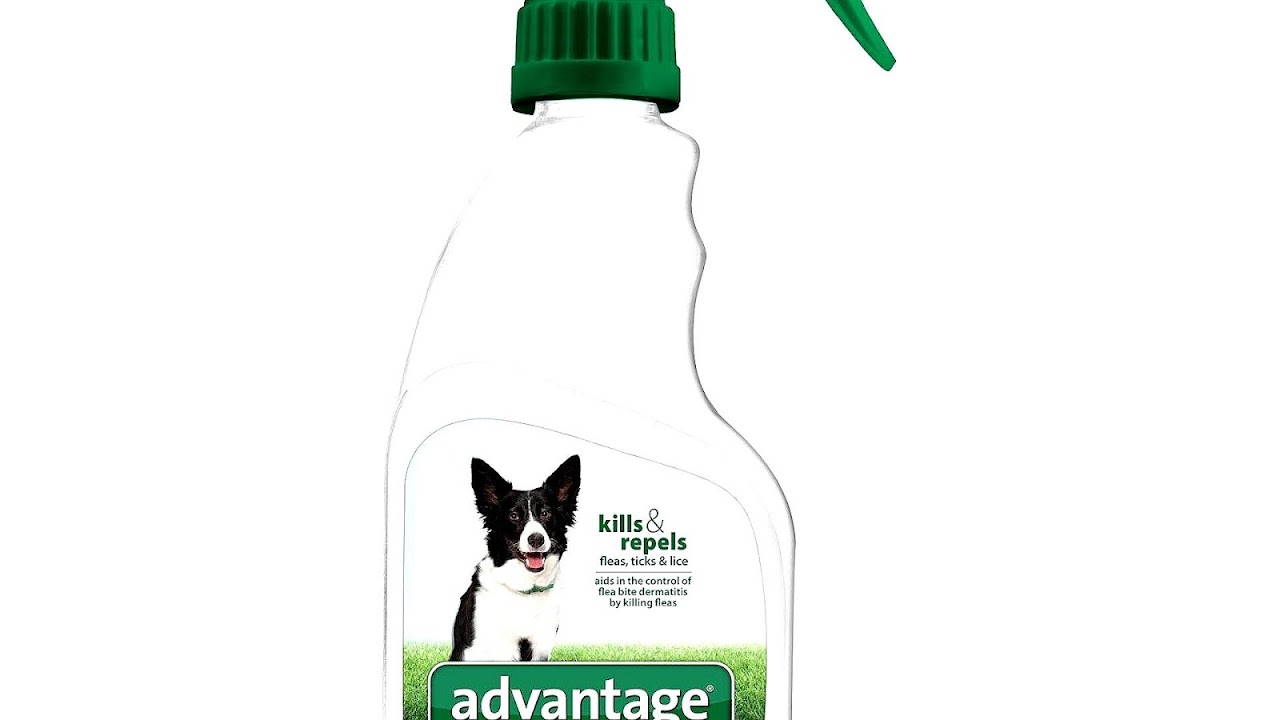 Best Dog Tick Treatment Dog Choices